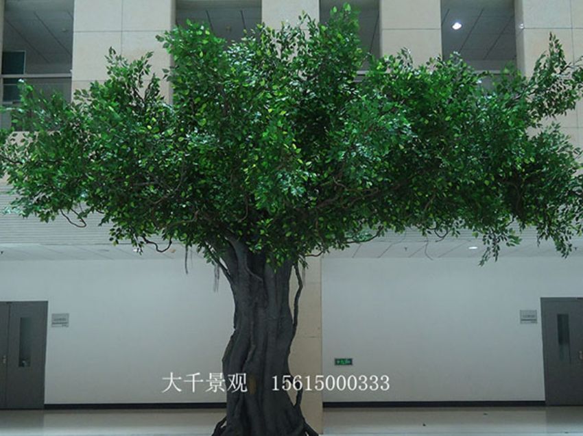 點擊查看詳細信息<br>標題：室內榕樹 閱讀次數(shù)：1584