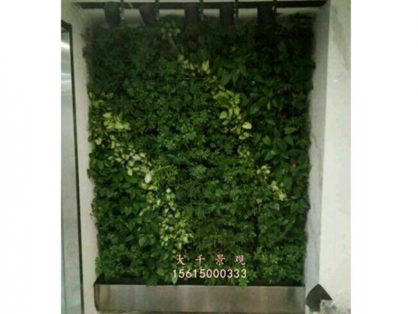 點(diǎn)擊查看詳細(xì)信息<br>標(biāo)題：綠植墻 閱讀次數(shù)：2220