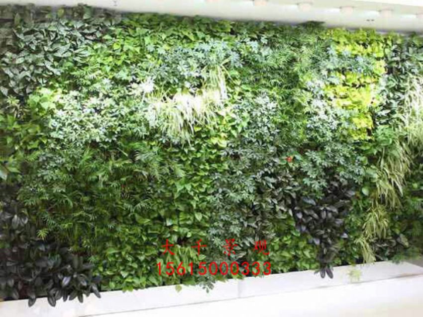 點(diǎn)擊查看詳細(xì)信息<br>標(biāo)題：綠植墻 閱讀次數(shù)：2551